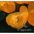 ضوء الزهور الزهور الزهور